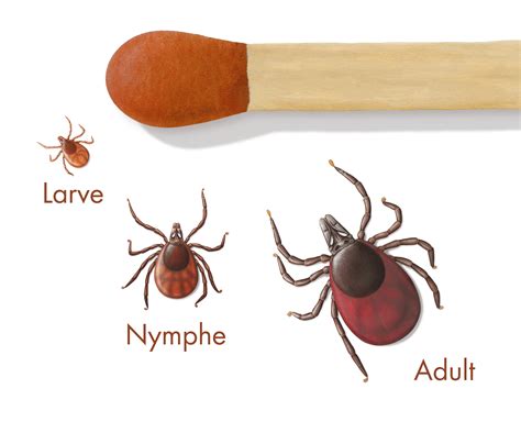 Zeckenstiche vermeiden | Umweltbundesamt