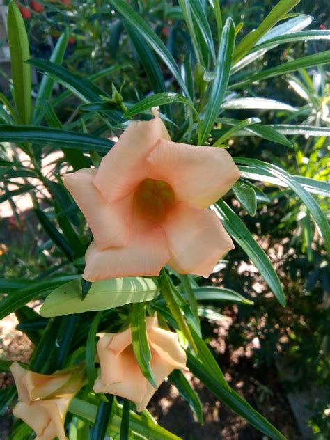 Зокум -Nerium oleander - Page 82 - Форум HobbyKafe.com