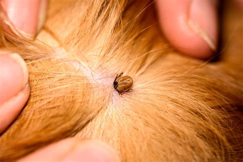 Mites On Dogs — How to Get Rid of Mites on Dogs
