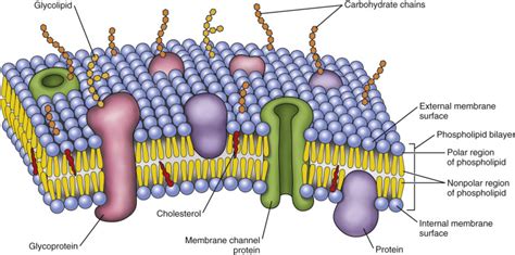 Phospholipid Bilayer | Introduction, Structure and Functions