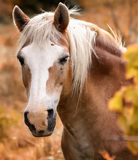 Horse-Genetics | Laboratoire de génétique vétérinaire