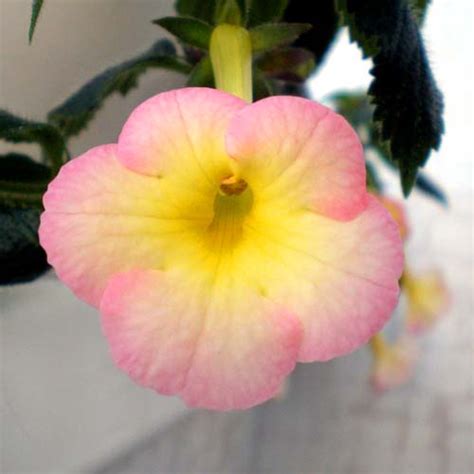 Ахименес Achimenes Strawberry Lemon