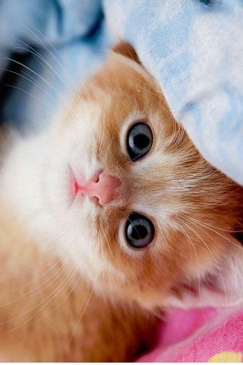Foto De Gatos Fofos - 45 Fotos bonitas de Gatos lindos e Fofos ( Gatos adultos e Filhotes )
