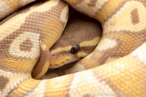 Care Guides | Outback Reptiles