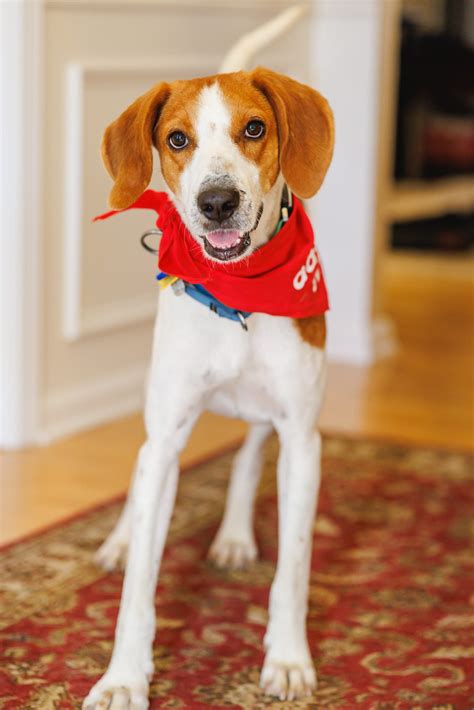 Adoptable Pet of the Week: David - Durham Magazine