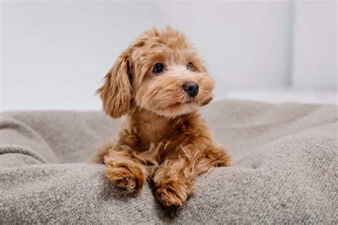 Brown Maltipoo: Facts, Traits, Genetics & FAQs (With Pictures)