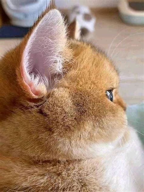 SIDE EYE CAT | Simpatici animaletti, Animali, Gattino