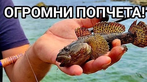 МОРСКИ РИБОЛОВ НА ЕДРИ КАМЕННИ ПОПЧЕТА, СКАРИДИ, МОРСКО КУЧЕ, РАЦИ И ...
