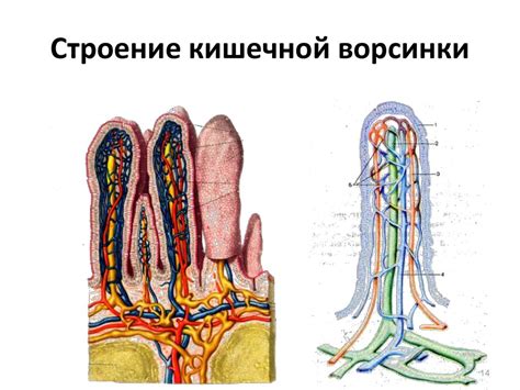 Учение о внутренностях. Функциональная анатомия брюшины - презентация ...