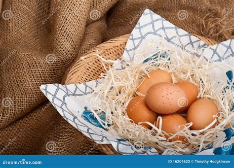 All Your Eggs in One Basket Stock Image - Image of natural, nutrition ...