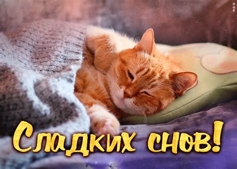Картинка сладких снов с милым котиком | Открытки Онлайн