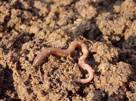 earthworms gardening  usask college  agriculture