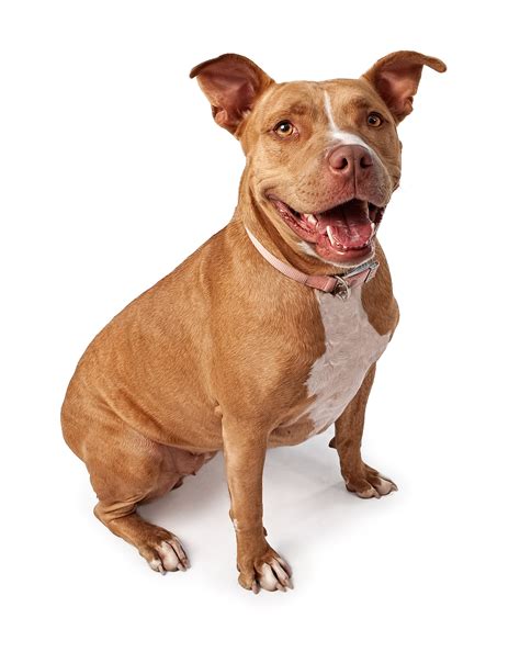 18 American Dog Breeds PureWow | atelier-yuwa.ciao.jp