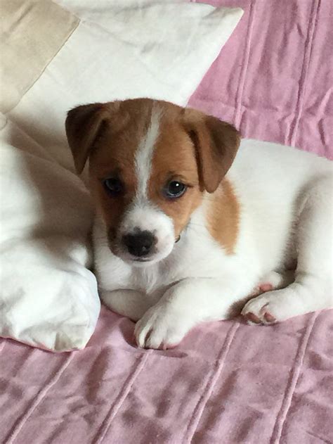 Jack Russell Cross Chihuahua Puppies For Sale Sydney - Pets Lovers