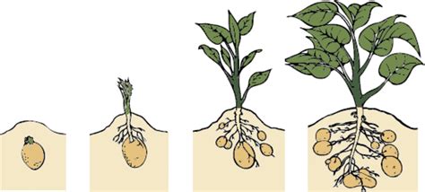 How to Grow Irish Potatoes in a Container - Dengarden