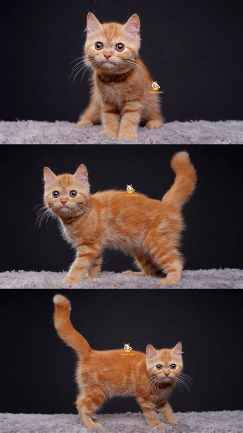 cara mengatasi birahi kucing betina 9