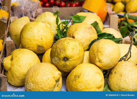 Giant Sorrento Lemons Stock Photography | CartoonDealer.com #36846410