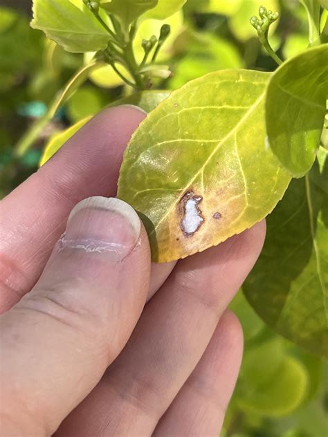 Euonymous problems : r/gardening