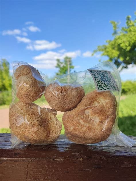 Ежовика плодовое тело - лавка целебных растений