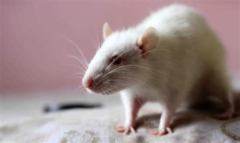 how much does it cost to get rid of rats