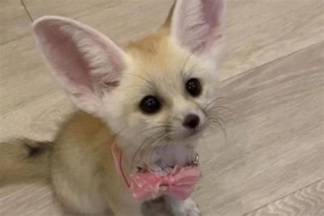 fennec fox pet    good pets care
