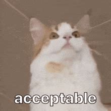 Ok Cat GIFs | Tenor
