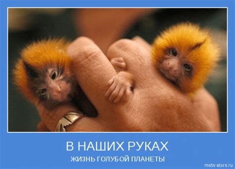 Позитивные мотиваторы « Николлетто