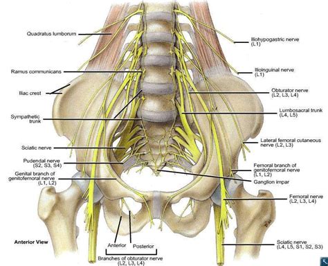 sacral nerve root compression - Google Search | Femoral nerve, Sciatic ...