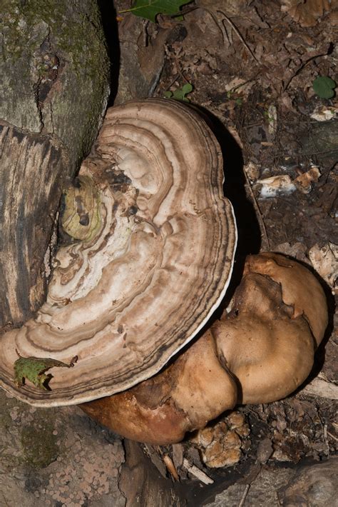 Ganoderma applanatum (Artist’s polypore)