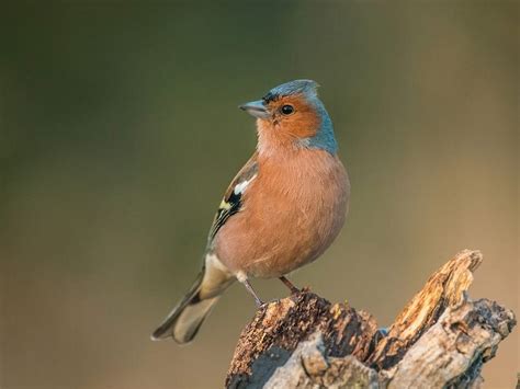 Birds of Prey in the UK (Complete Guide) | Birdfact