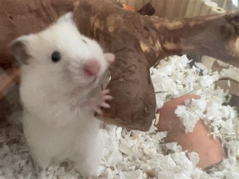 this is what happens when you say “want a treat?” to oat! (ignore the