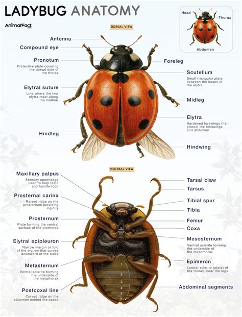 ladybug types size anatomy habitat diet lifespan life cycle