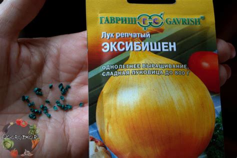 Лук Эксибишен – инструкция по выращиванию, характеристика, секреты + фото