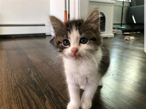 how to tell if my kitten will be long haired