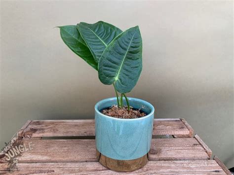 precious rare houseplants