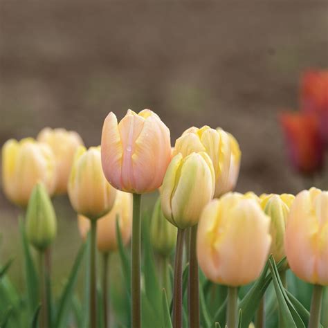 Mango Charm® - Tulip Bulb | Johnny's Selected Seeds