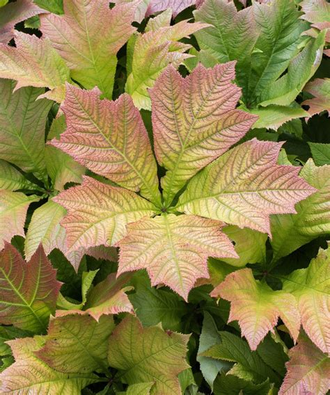 Bog plants: 15 moisture-loving plants for damp areas | Gardeningetc