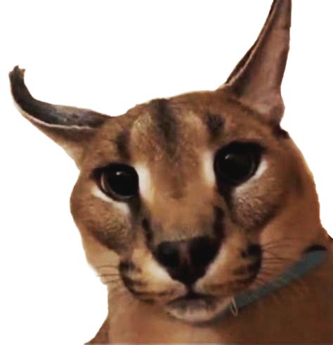 Floppa PNG Image | PNG All