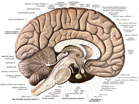 Beyin Anatomisi - DoktorFizik