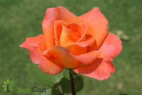 Роза "Амбассадор" Rose 'Ambassador' - Розы чайно-гибридные - Розы ...