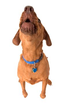 how to get my dog to howl