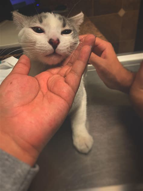 Stellas first vet visit! : r/kittens