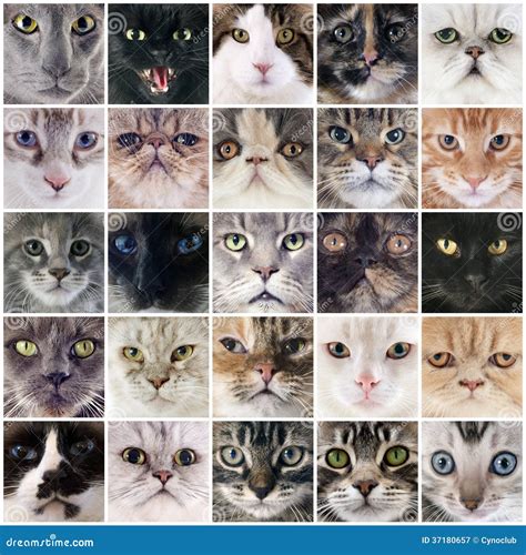 Group of cats stock image. Image of composite, animal - 37180657