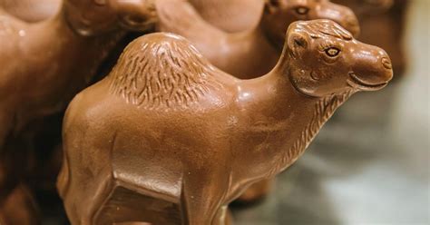 Почему верблюжье молоко набирает популярность - foodandmood.com.ua