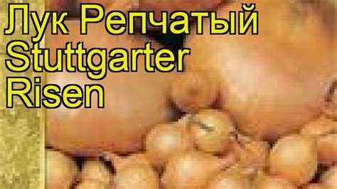Лук репчатый Stuttgarter Risen. Краткий обзор, описание характеристик ...