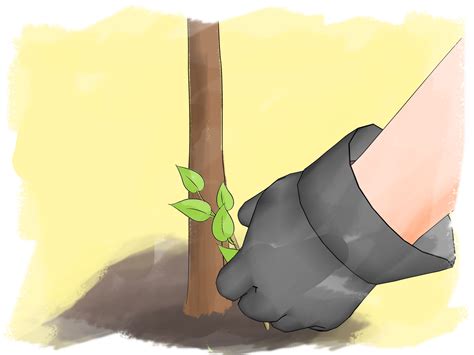How To Prune A Young Lilac Tree at Julia Kromer blog