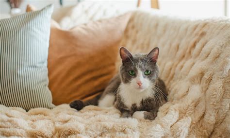 how to get rid of cat pee smell in car