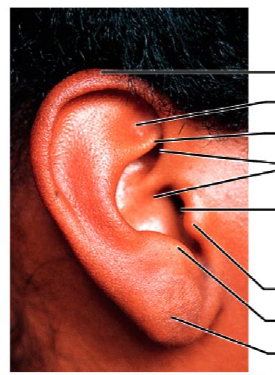 Discover How Your Ear Shapes Perception and Behavior Today