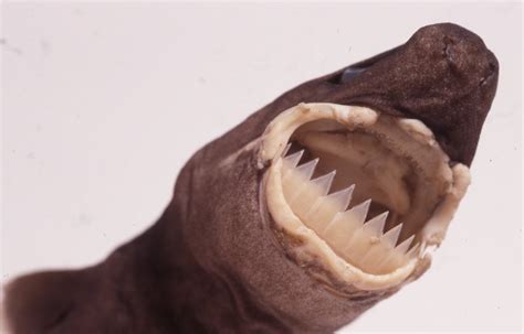 largetooth cookiecutter shark isistius plutodus garrick springer