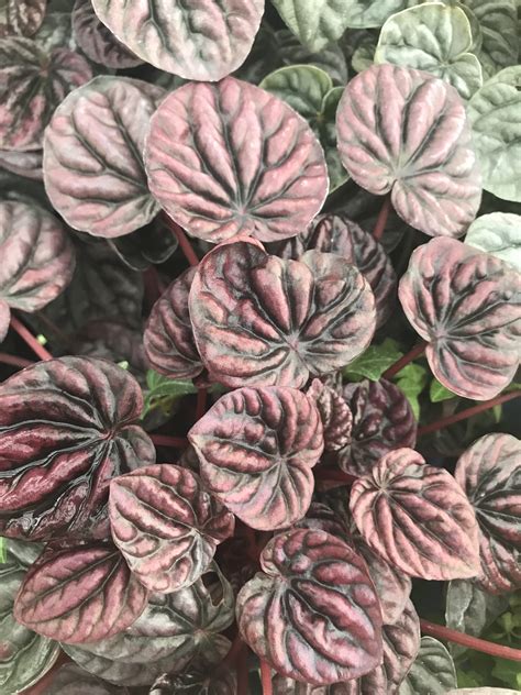 Peperomia Schumi Red - Pohlmans The Plant People - Phone 07 5462 0477